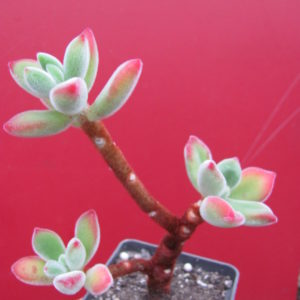 Echeveria pulvinata  Ruby