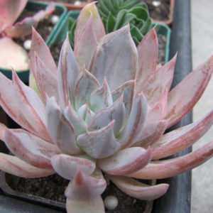 Echeveria craigiana   Chihuahua