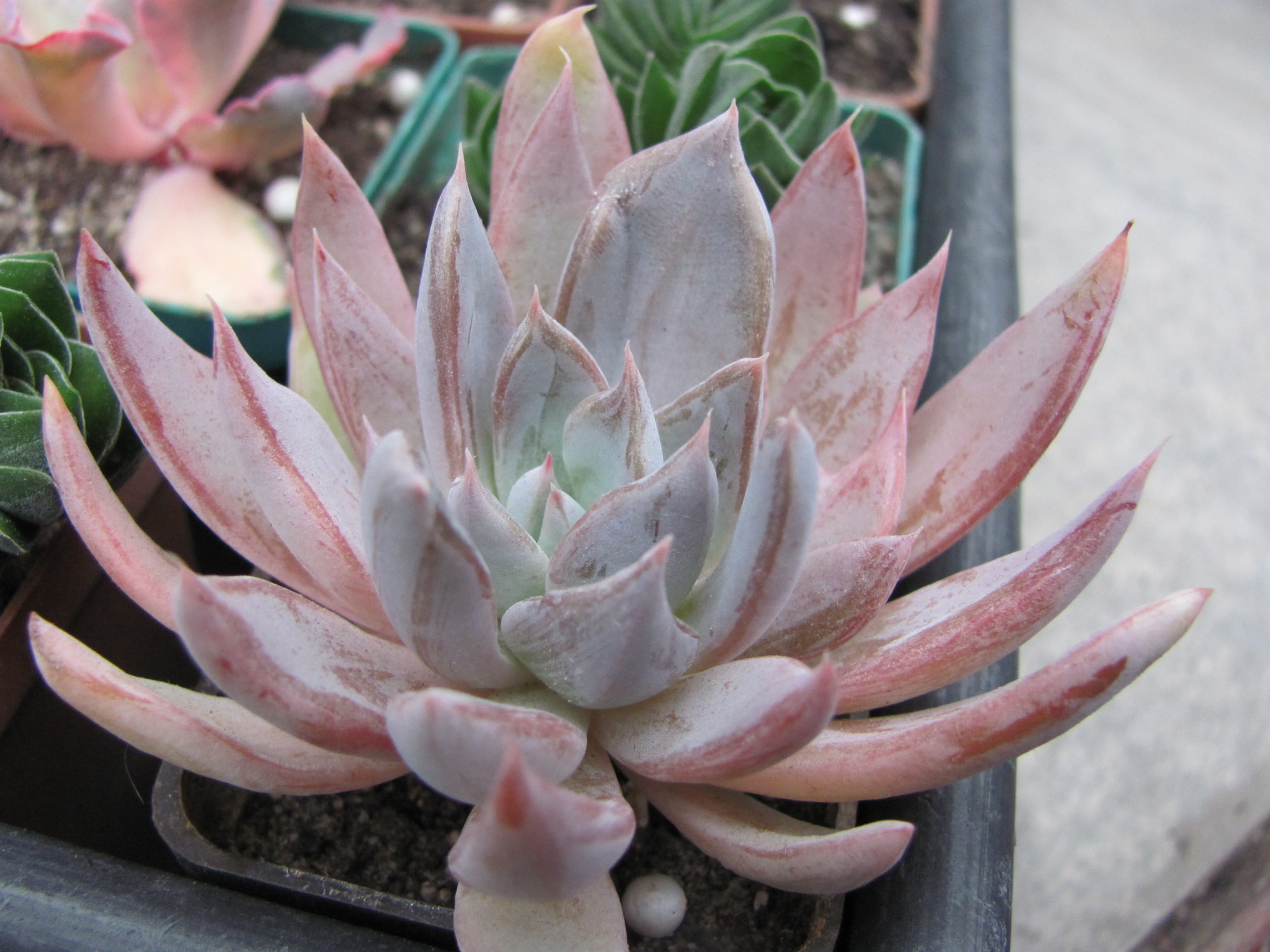 Echeveria craigiana Chihuahua