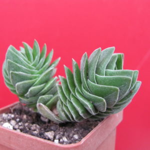 Crassula Buddhas Temple