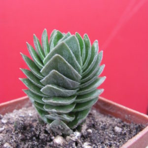 Crassula Buddhas Temple
