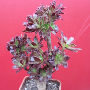 Aeonium cristata