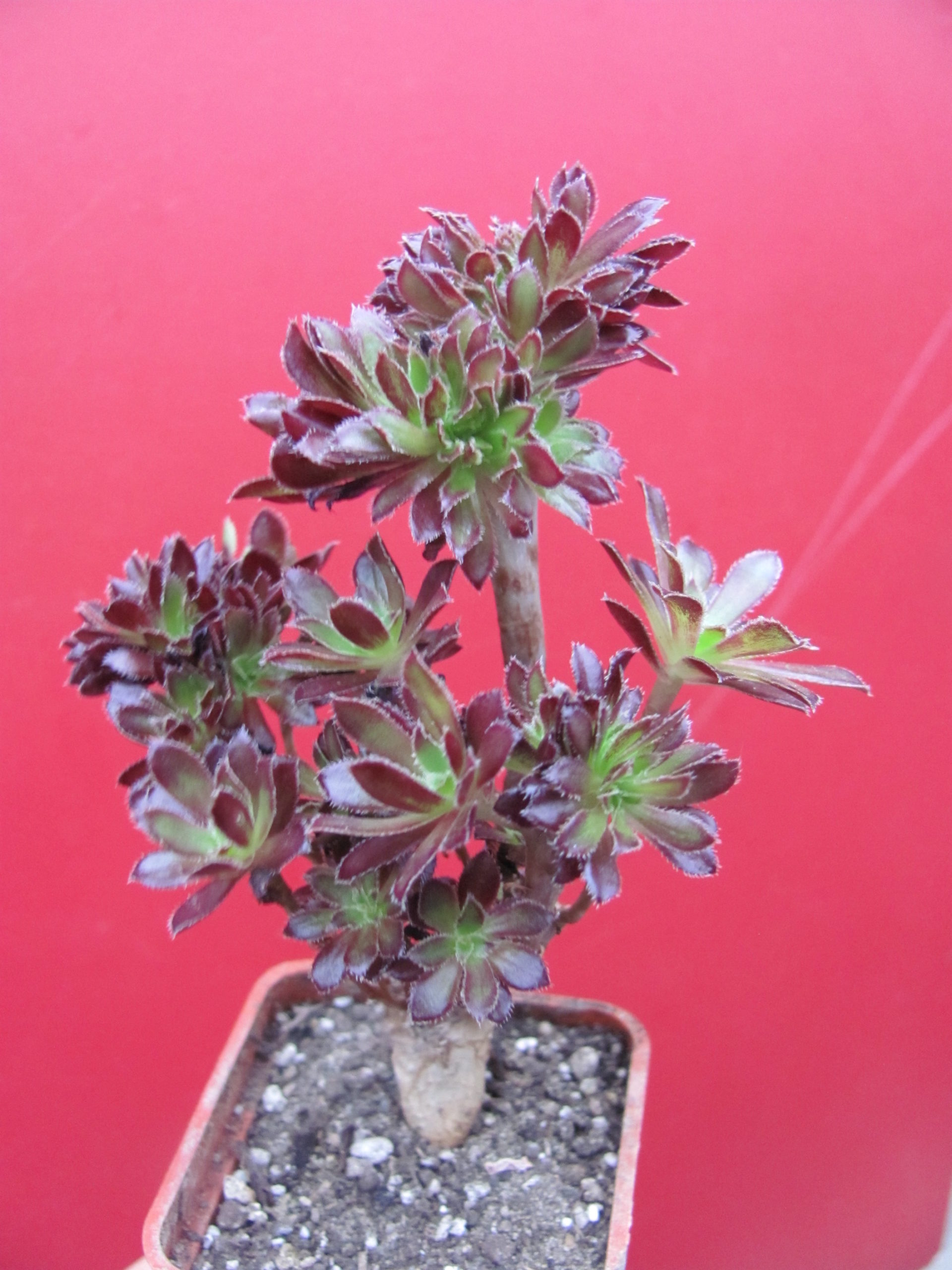 Aeonium cristata