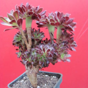 Aeonium  cristata