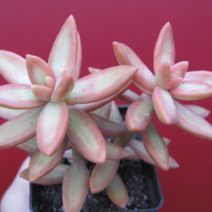 Sedum nussbaumerianum