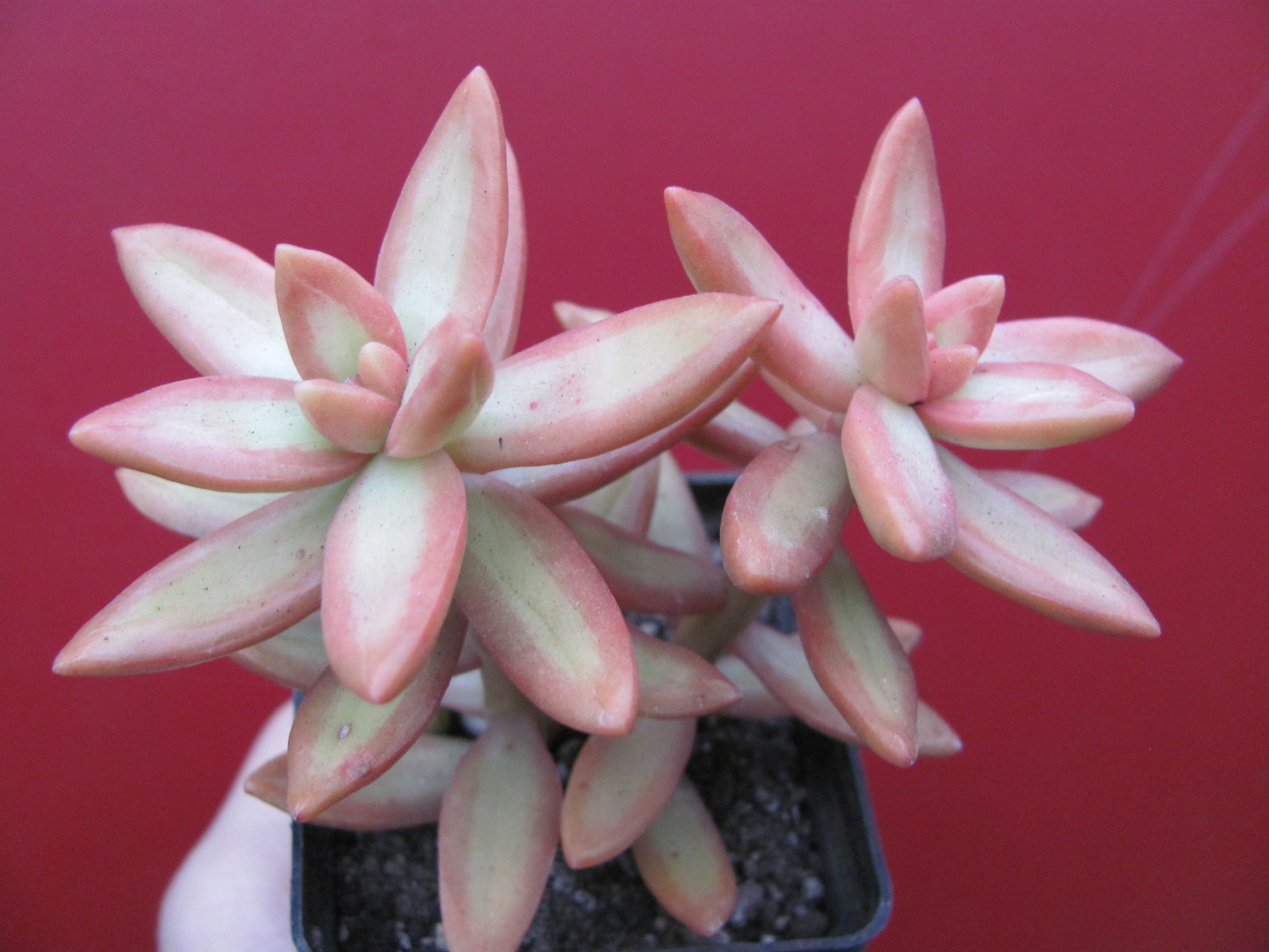 Sedum nussbaumerianum