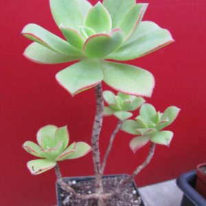 Aeonium  Kiwi