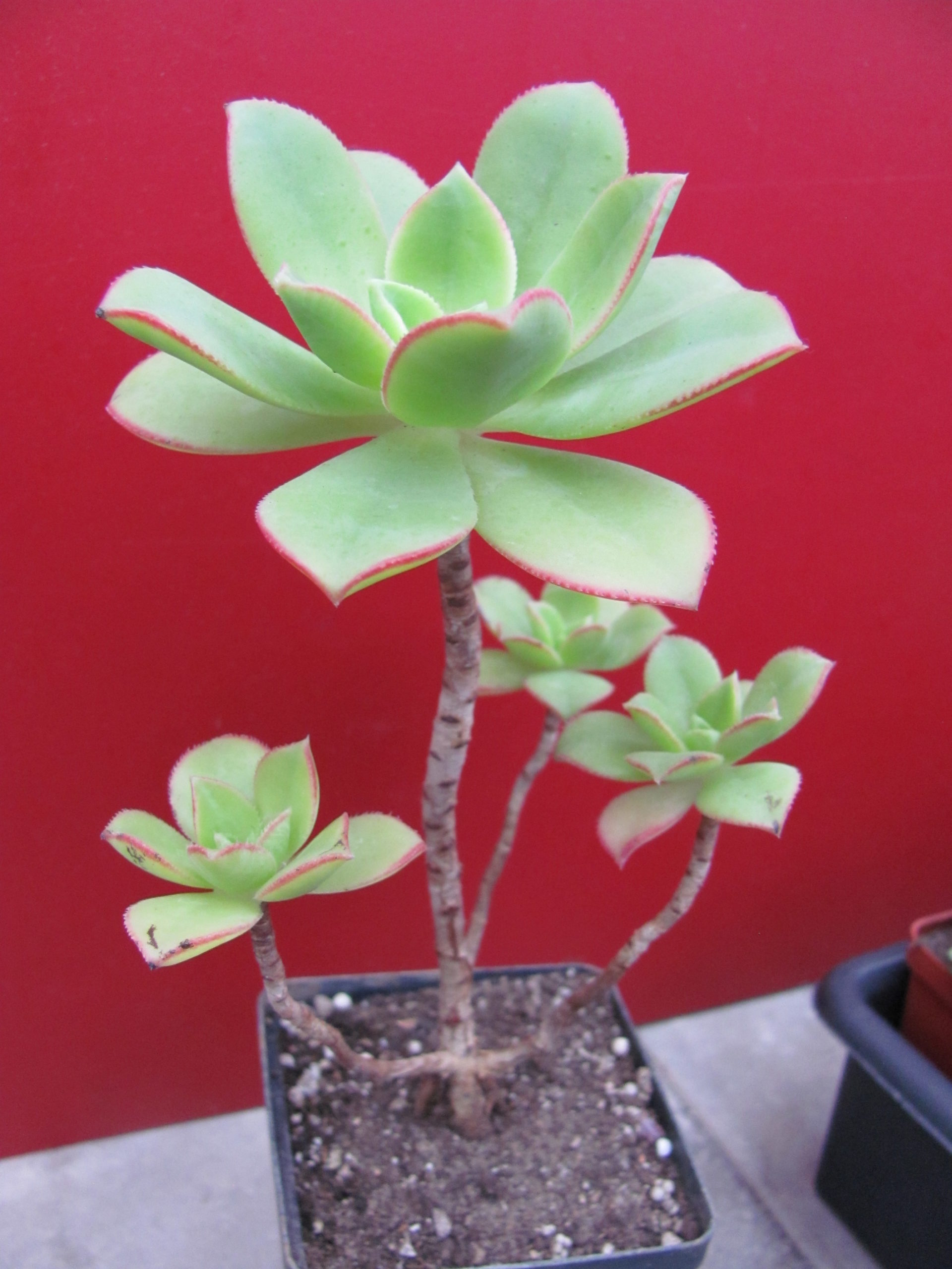 Aeonium  Kiwi