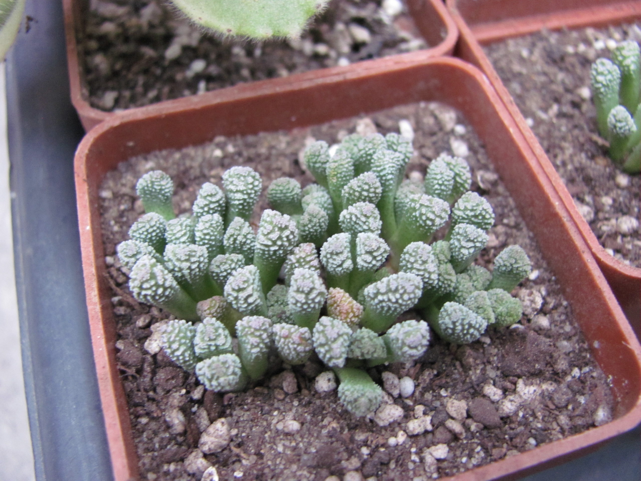 Neohenricia   sibbettii