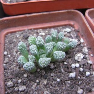 Neohenricia sibbettii