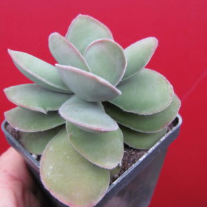 Crassula cotyledonis