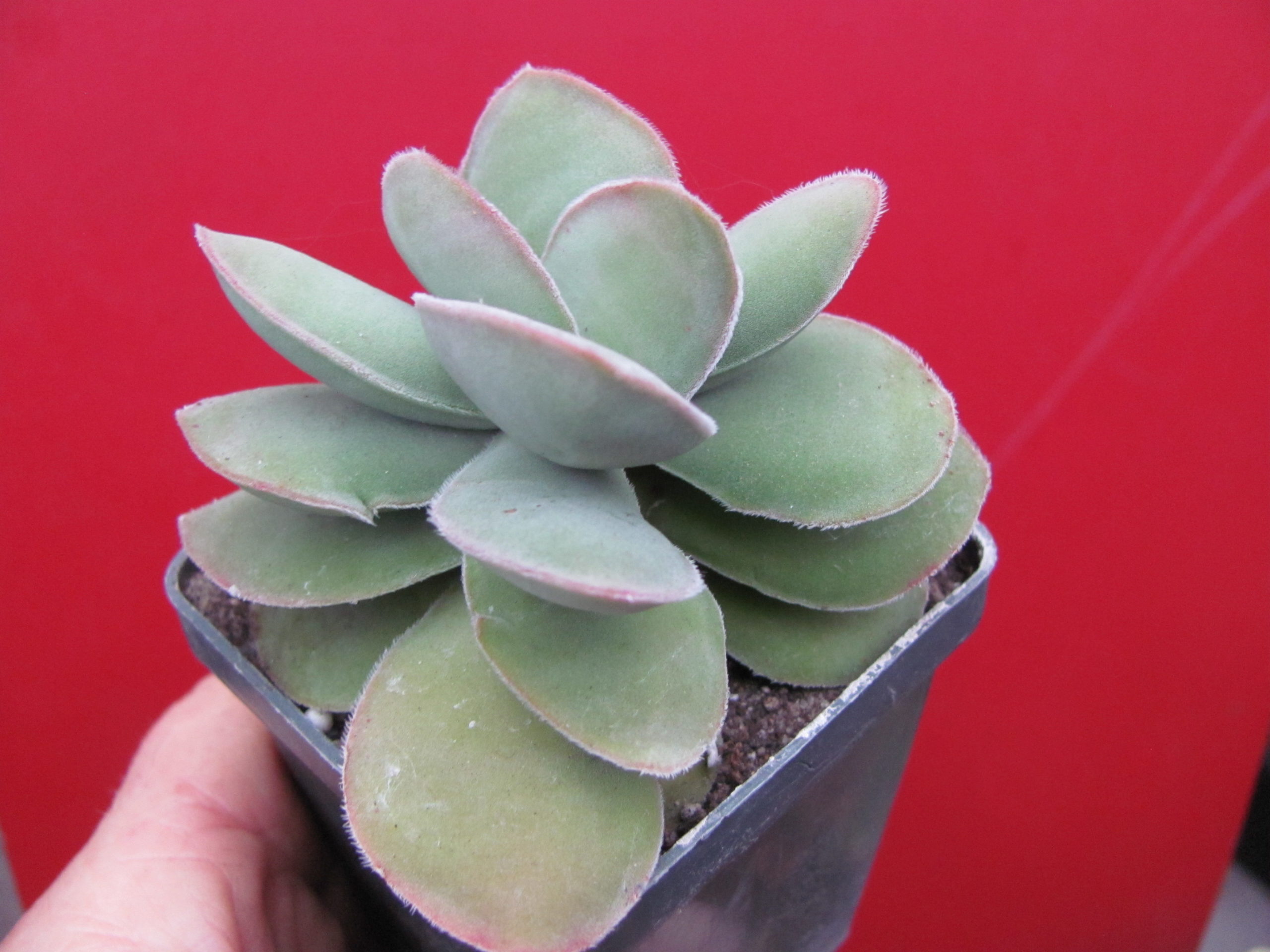 Crassula cotyledonis