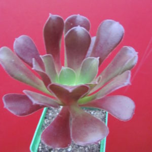 Aeonium Velour