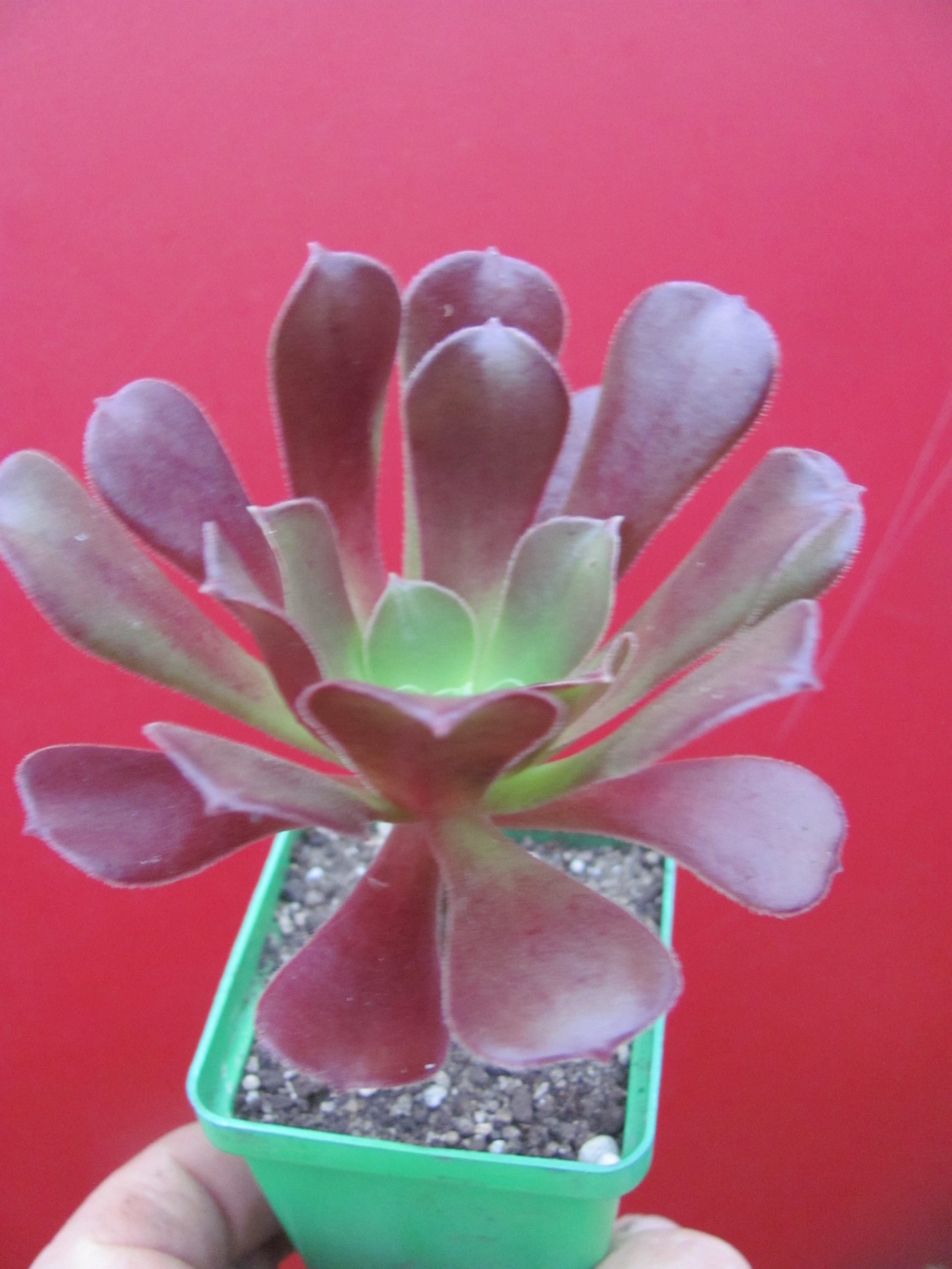 Aeonium Velour