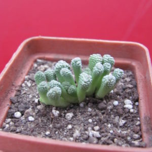 Neohenricia   sibbettii