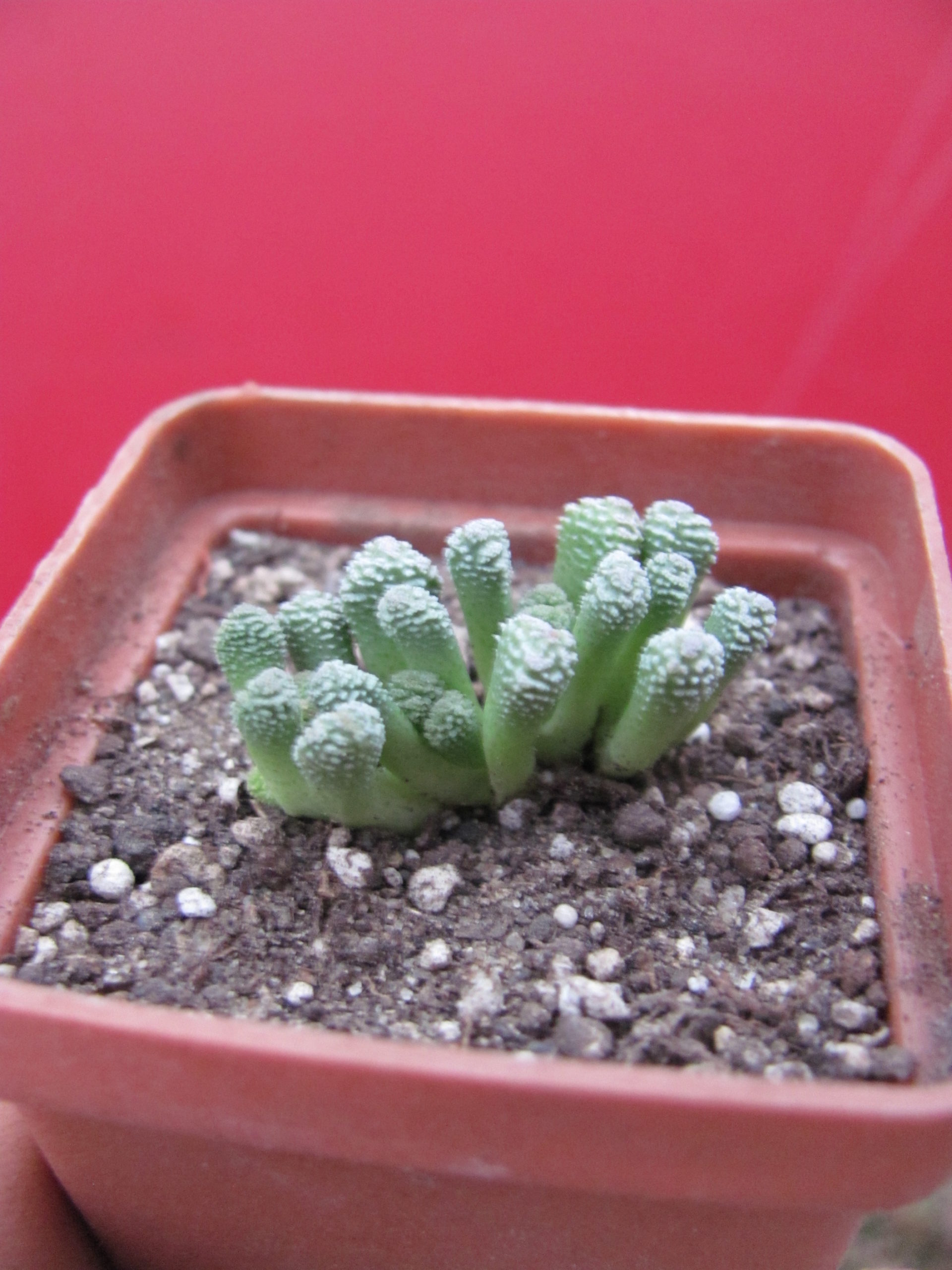 Neohenricia   sibbettii