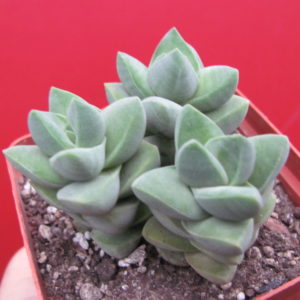 Crassula   moonglow   3 разов
