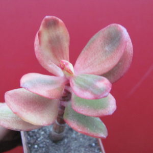 Crassula  Hummels Sunset   variegata