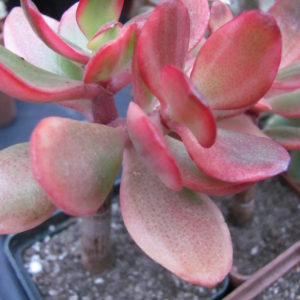 Crassula  Hummels Sunset variegata