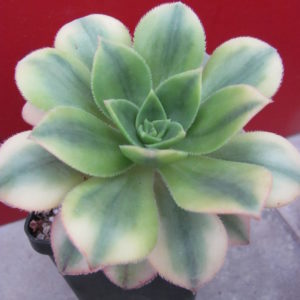 Aeonium  Florescens variegata
