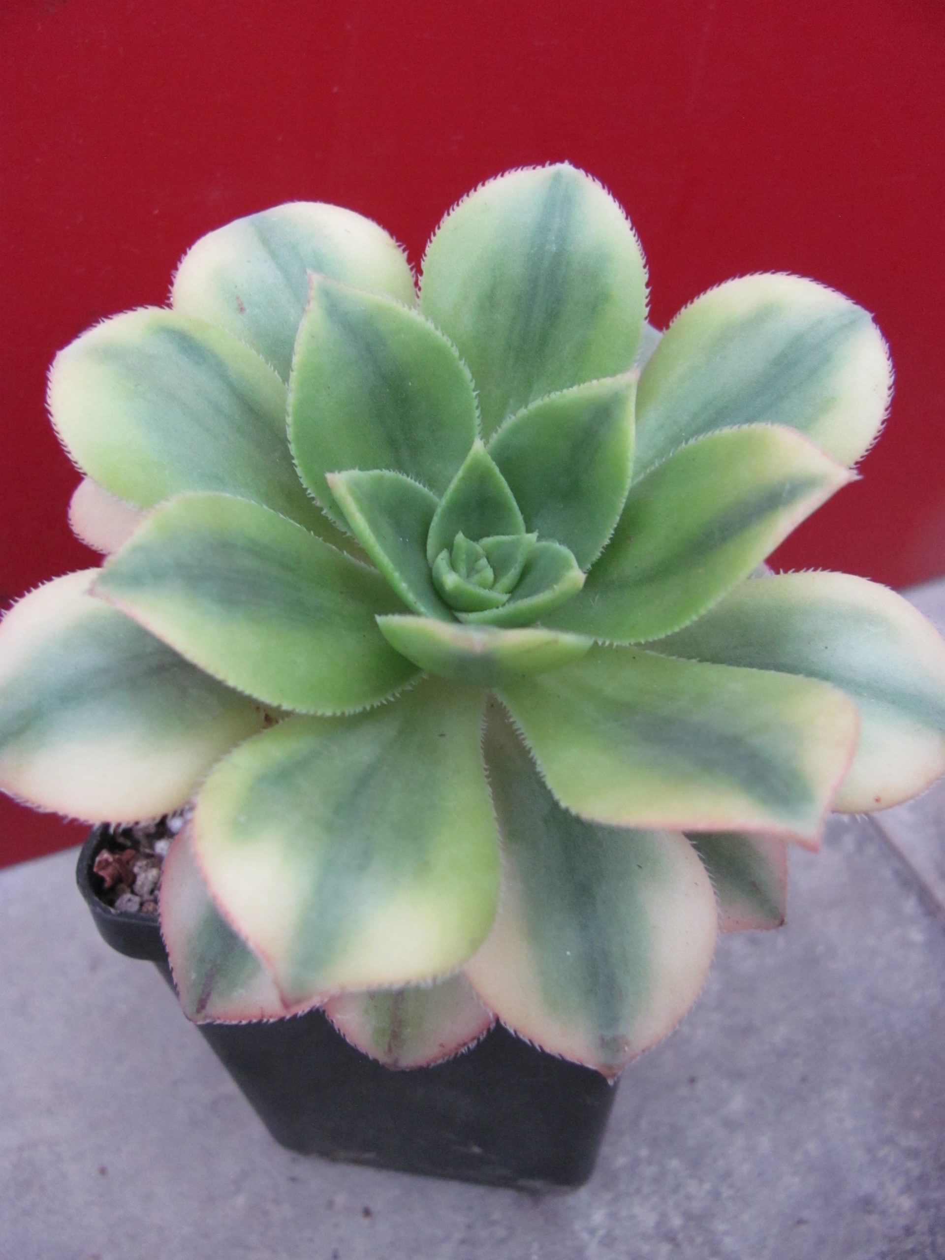 Aeonium  Florescens variegata