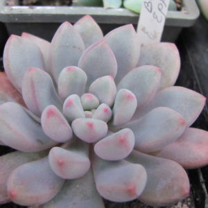 Echeveria *Blue Epple*