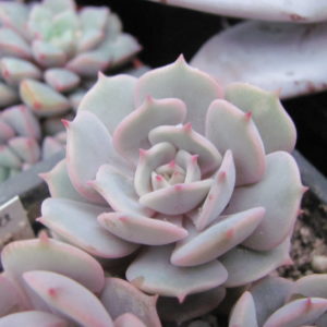 Echeveria Lola