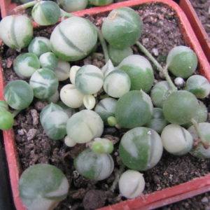 Senecio rowleyanus variegata