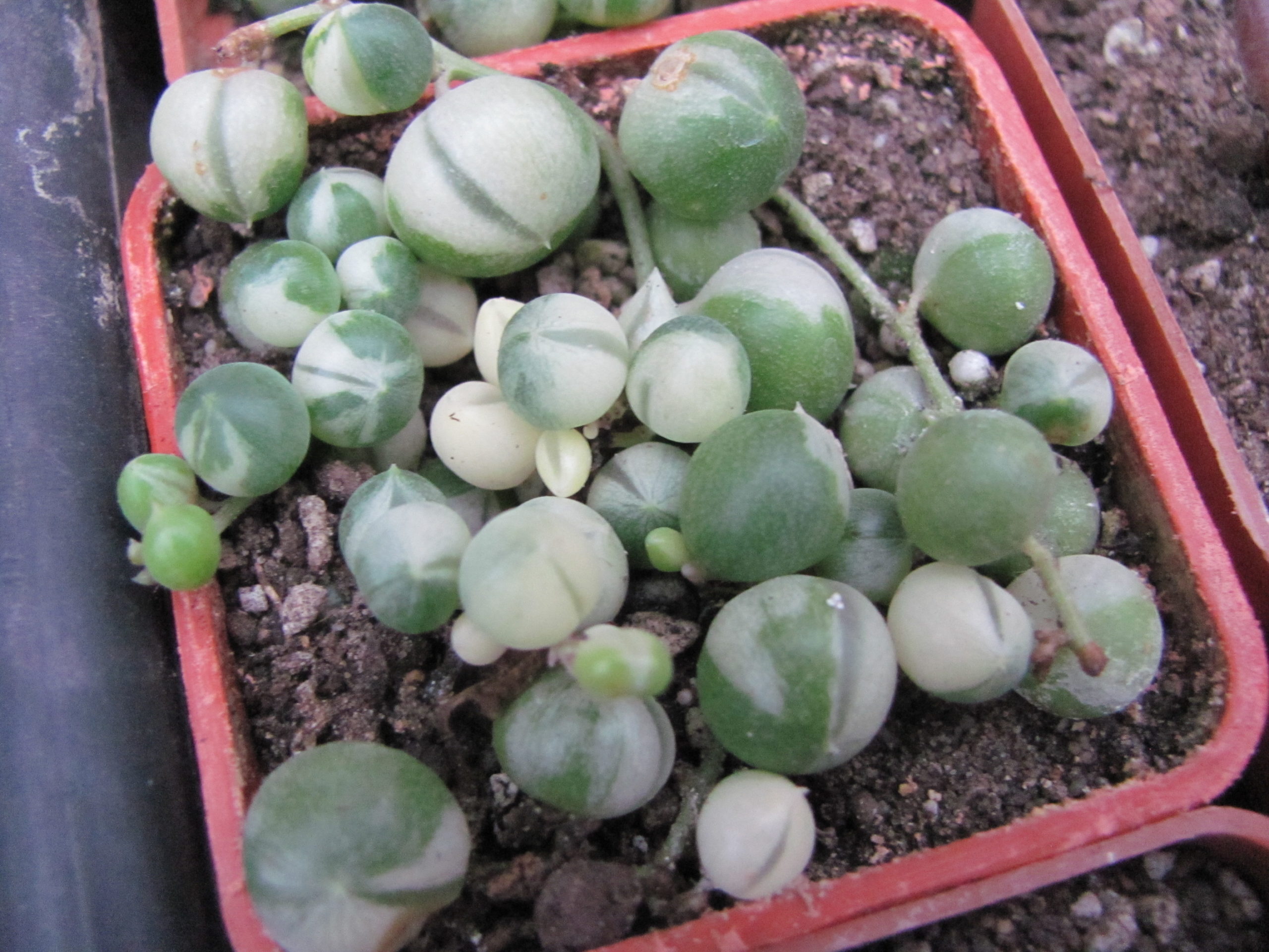 Senecio rowleyanus variegata