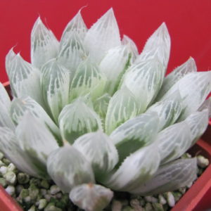 Haworthia   cooperi  variegata