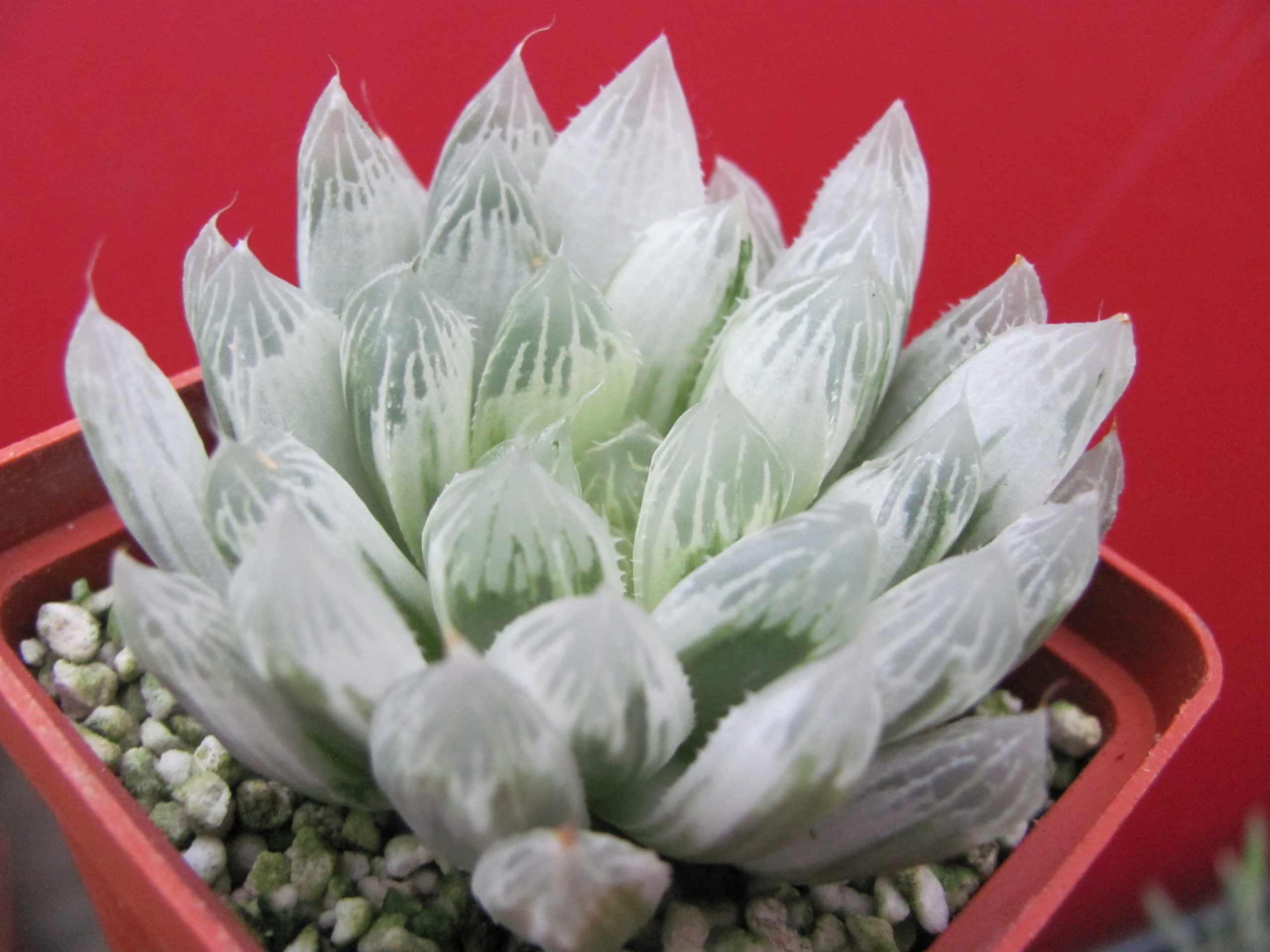 Haworthia   cooperi  variegata
