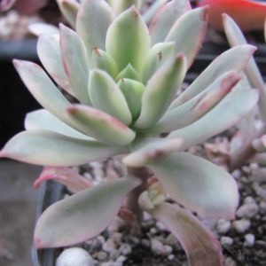 Echeveria *Minibelle*  variegata
