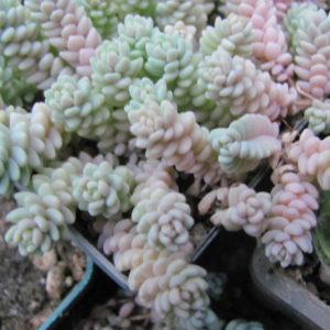 Sedum dasyphyllum  *Major*