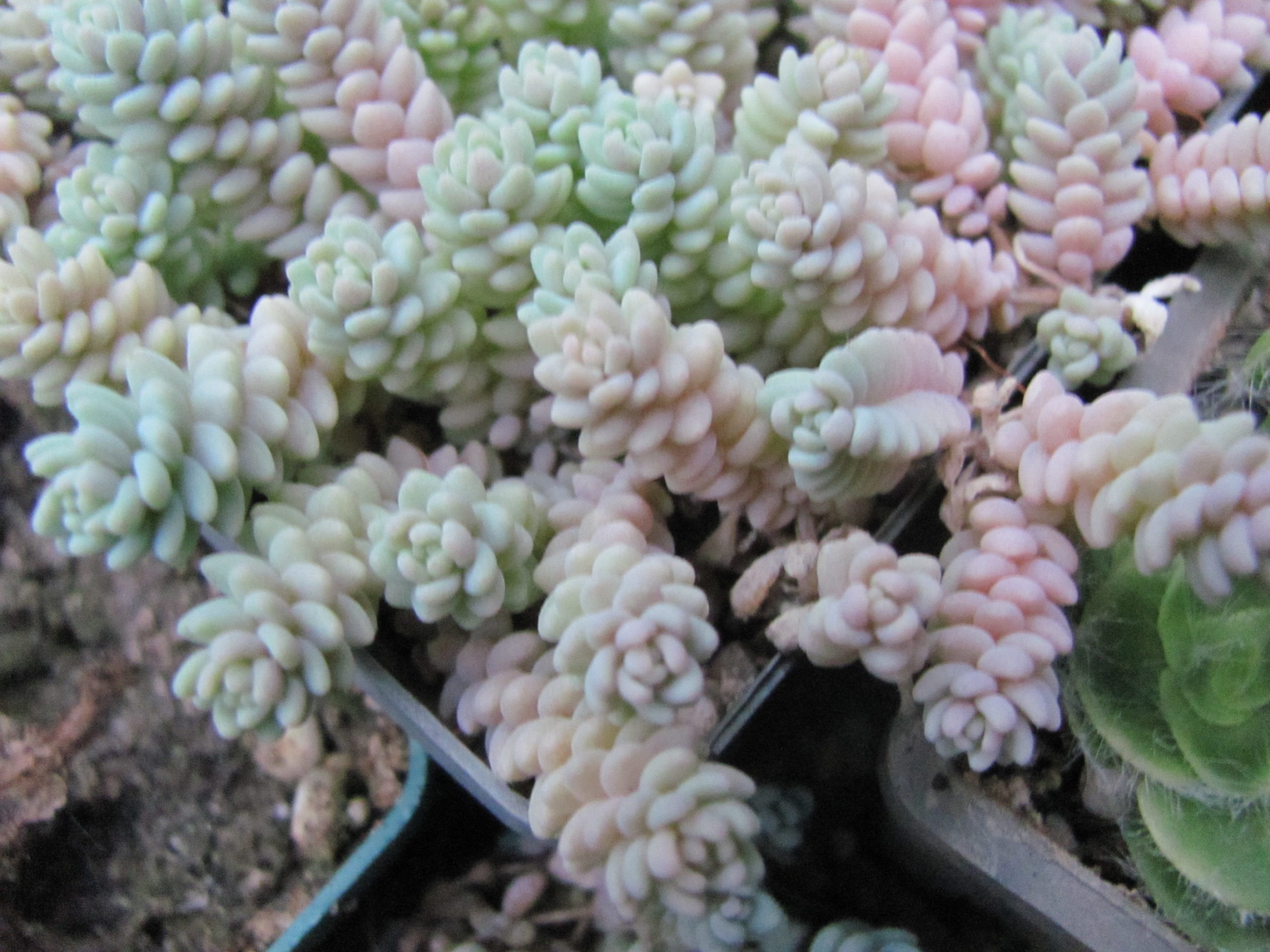 Sedum dasyphyllum  *Major*