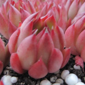 Echeveria     *Christmas*