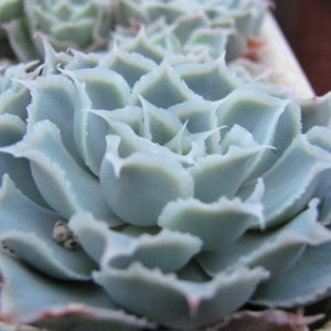 Echeveria  Laguna Sanchez