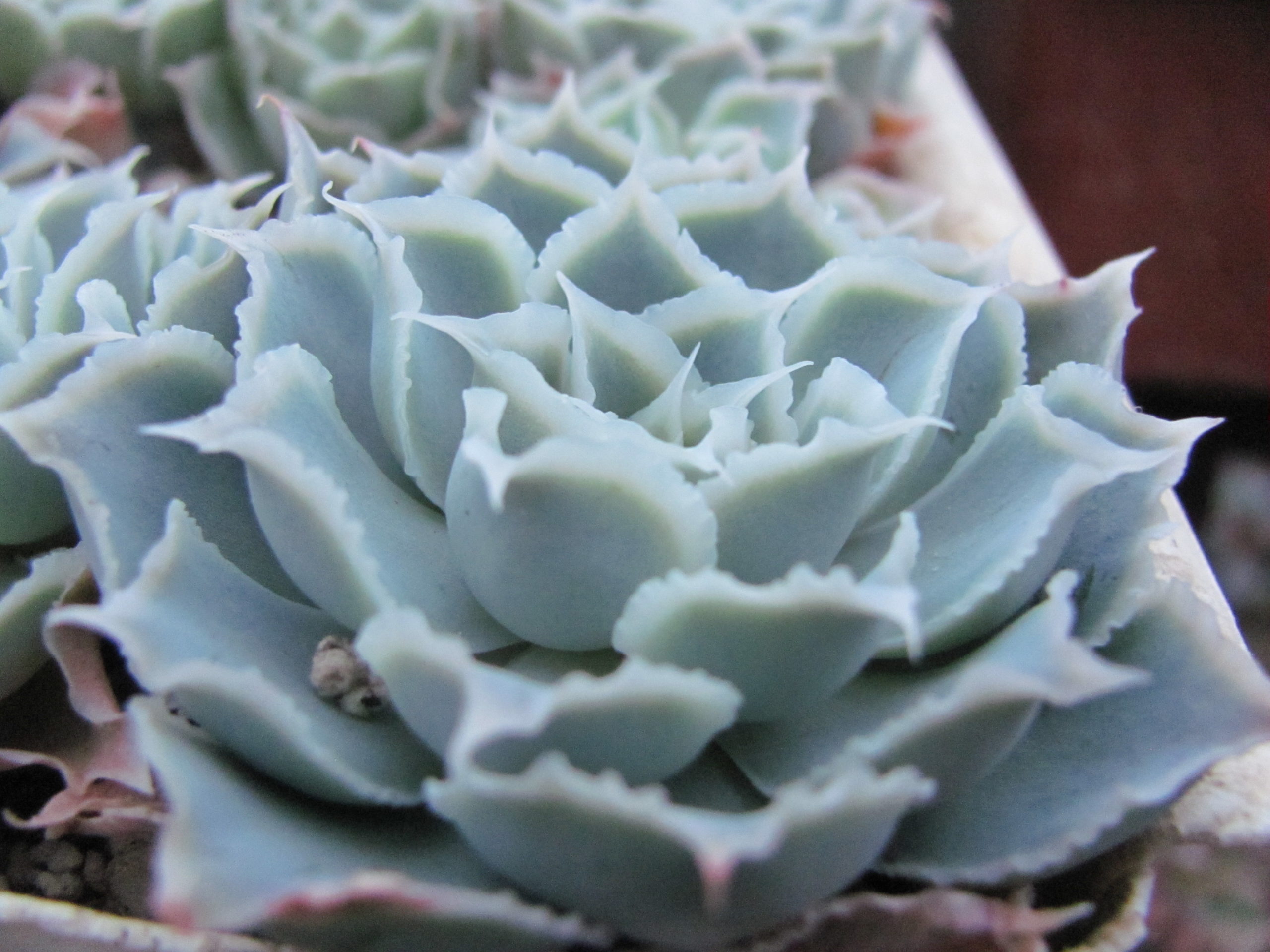 Echeveria Laguna Sanchez