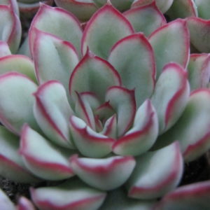 Echeveria pulidonis