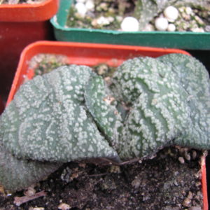 Gasteria armstrongii    hybr.