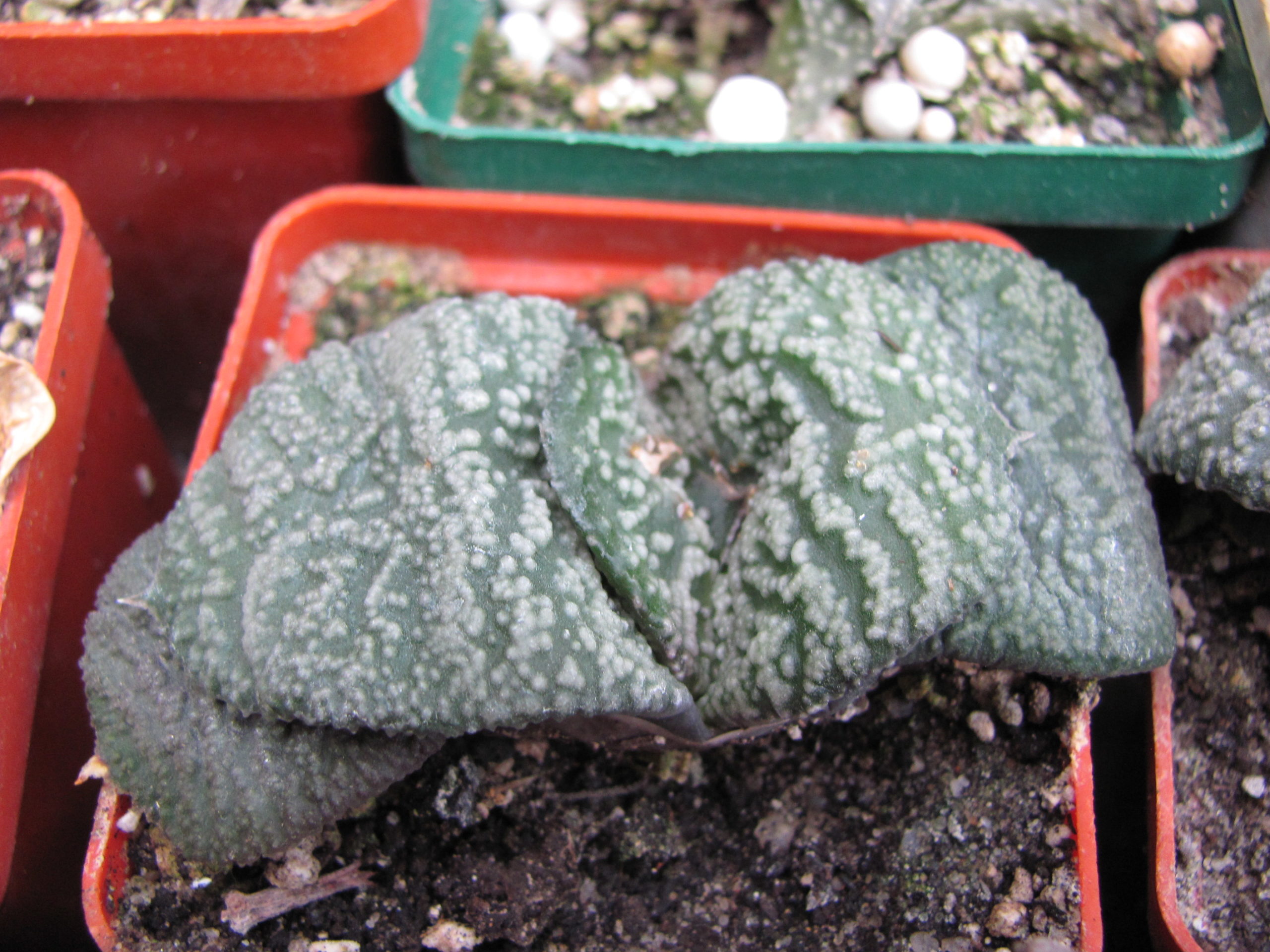 Gasteria armstrongii    hybr.