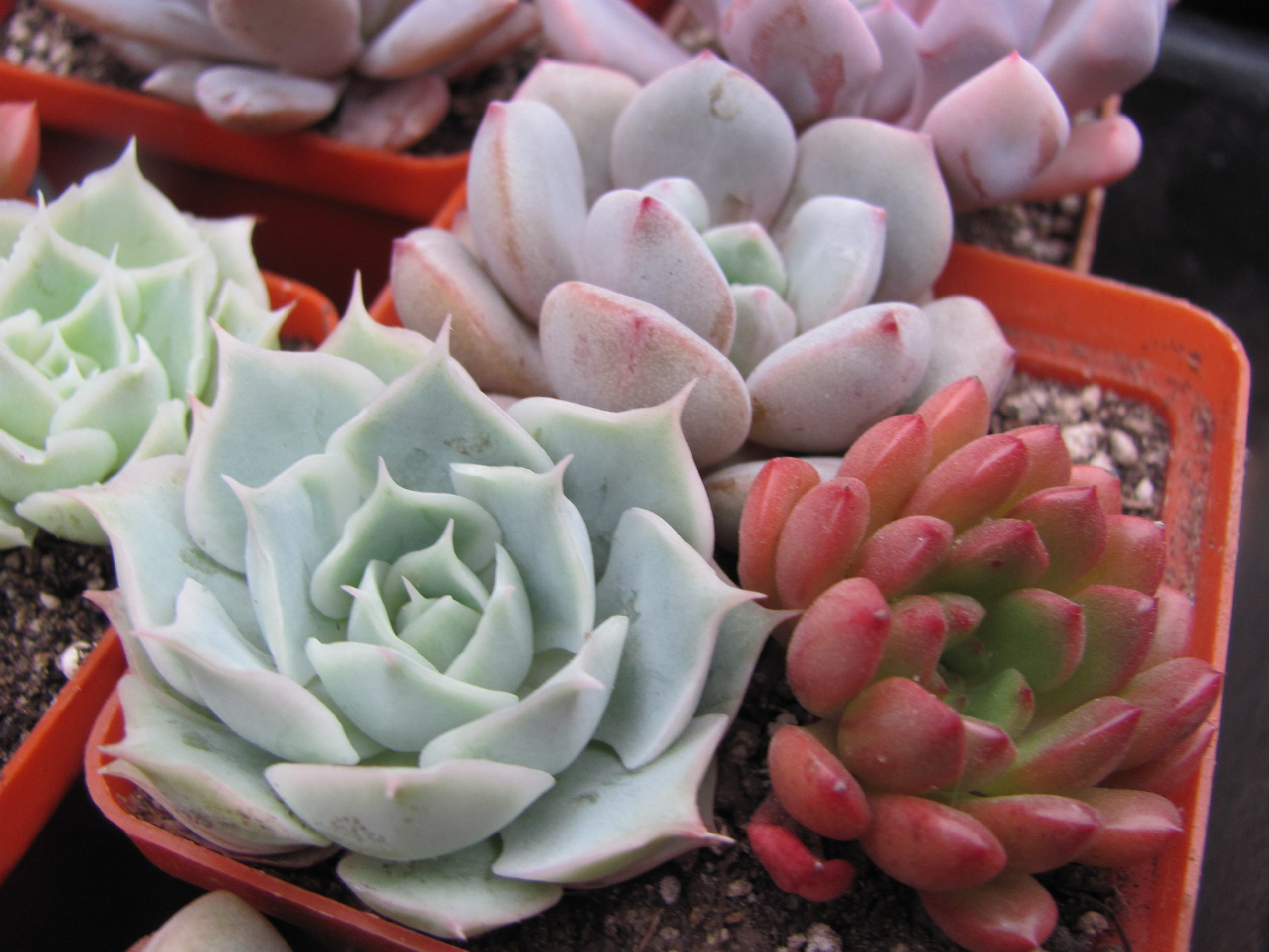 3 Echeveria разом