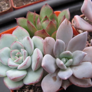 3    Echeveria разом