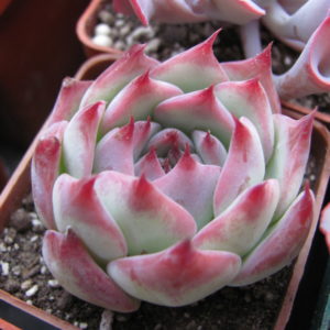 Echeveria   chihuahuensis  Ruby Blush