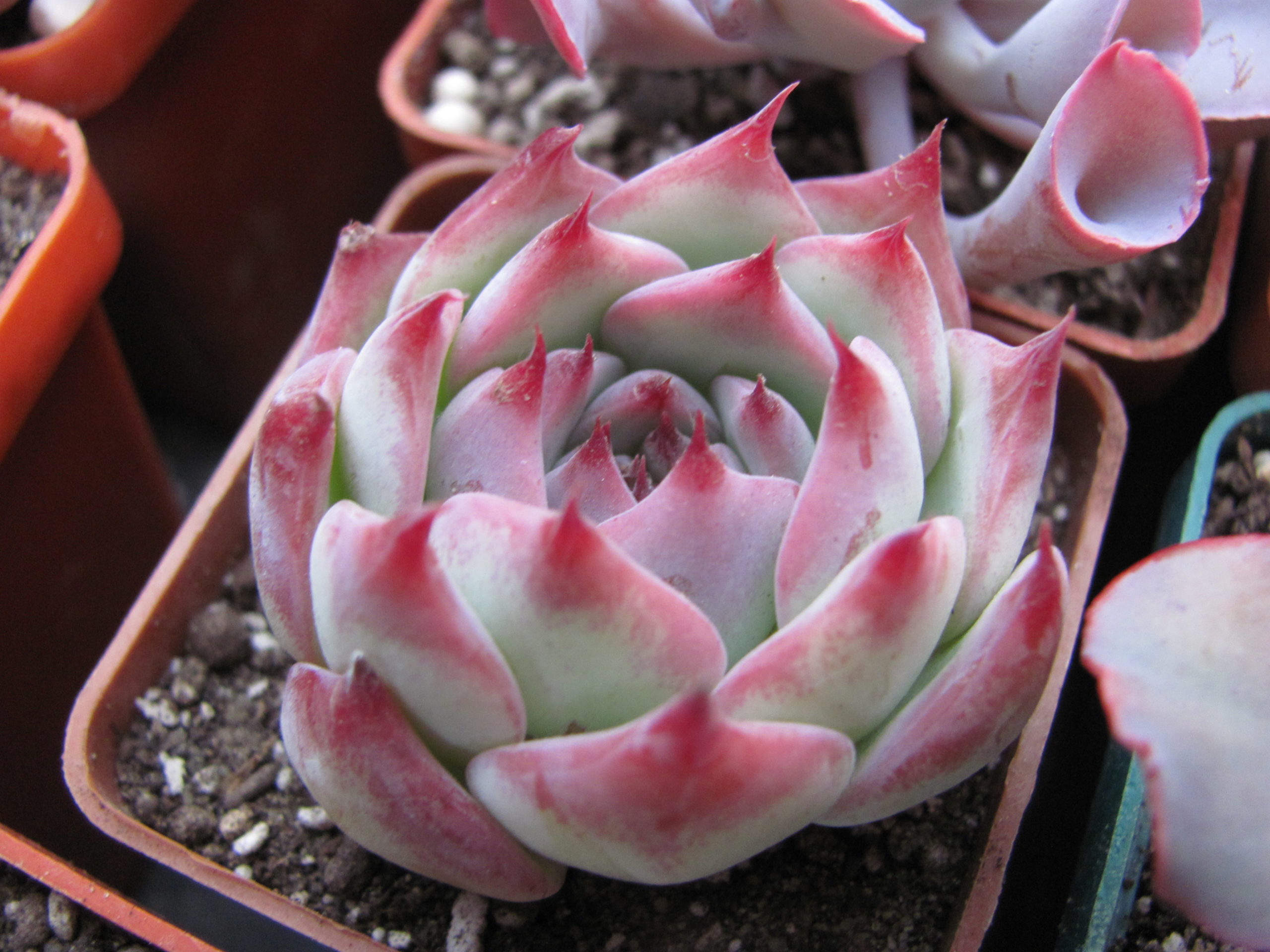 Echeveria chihuahuensis Ruby Blush