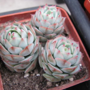 Echeveria derenbergii