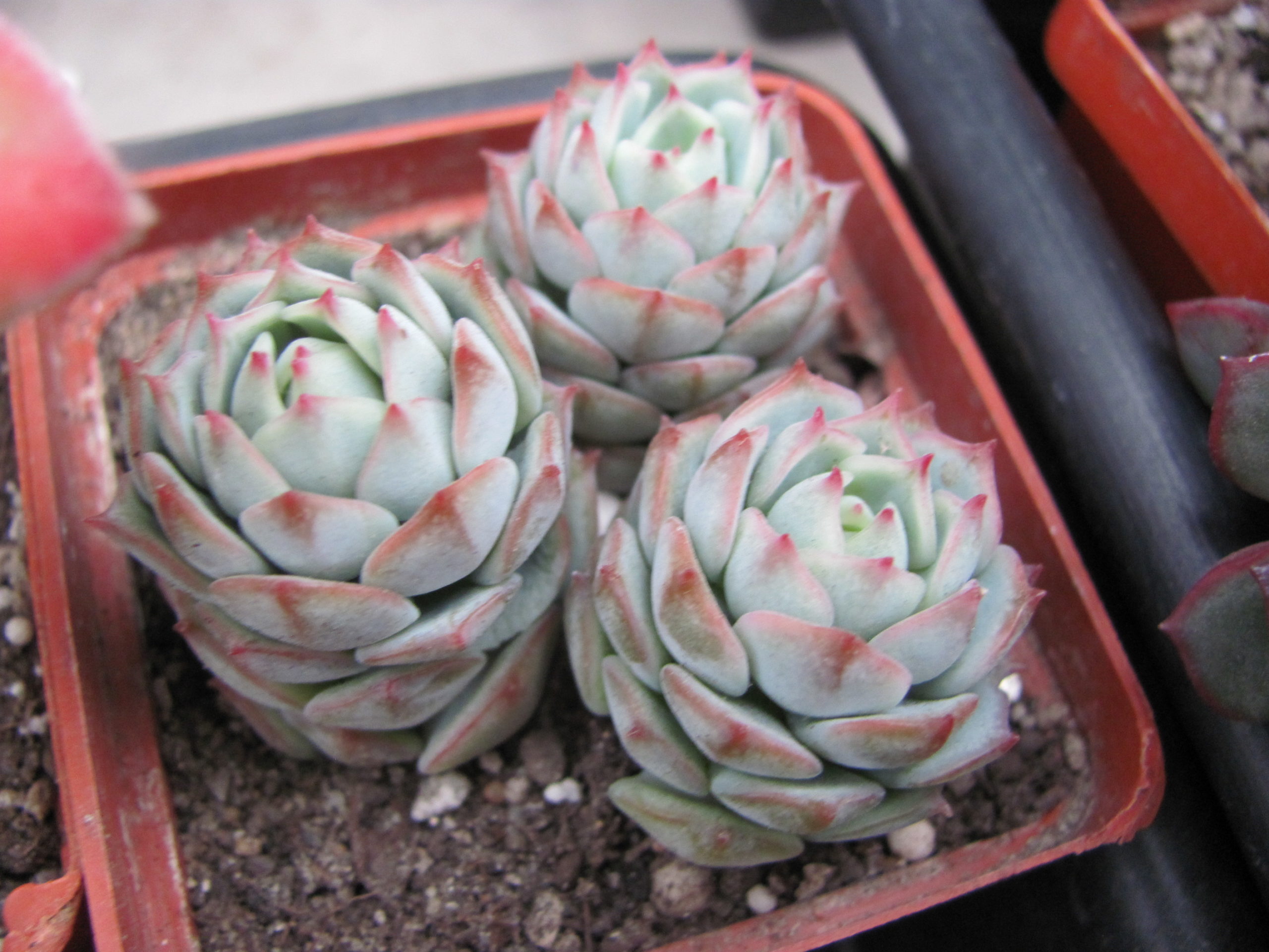 Echeveria derenbergii