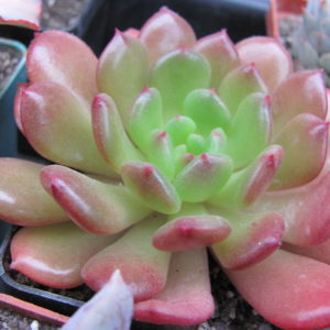 Echeveria   * Fantasia  Carol*
