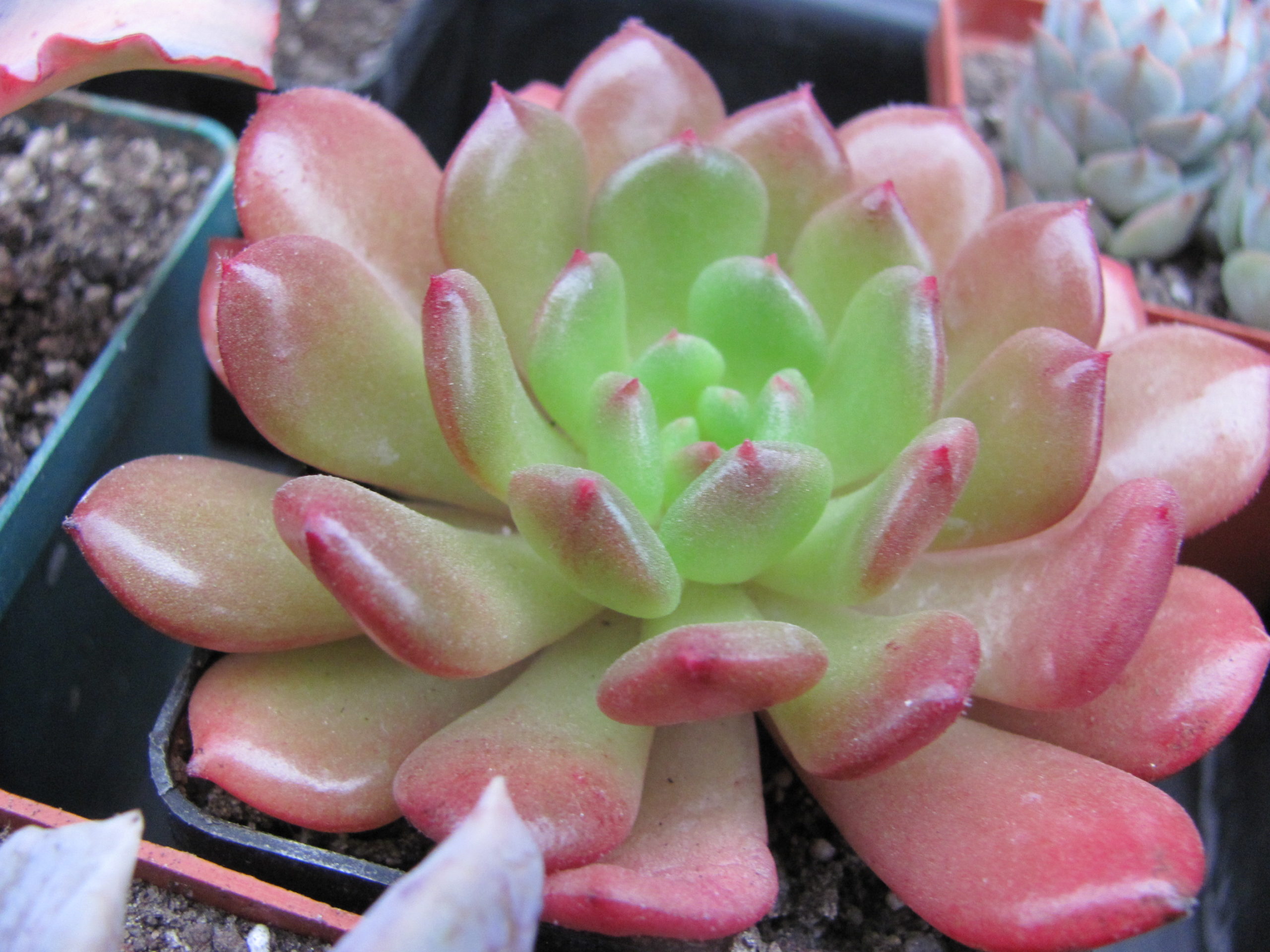 Echeveria   * Fantasia  Carol*