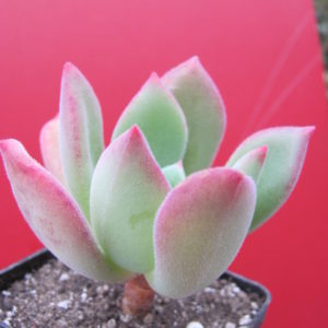 Echeveria   pulvinata   hybr.