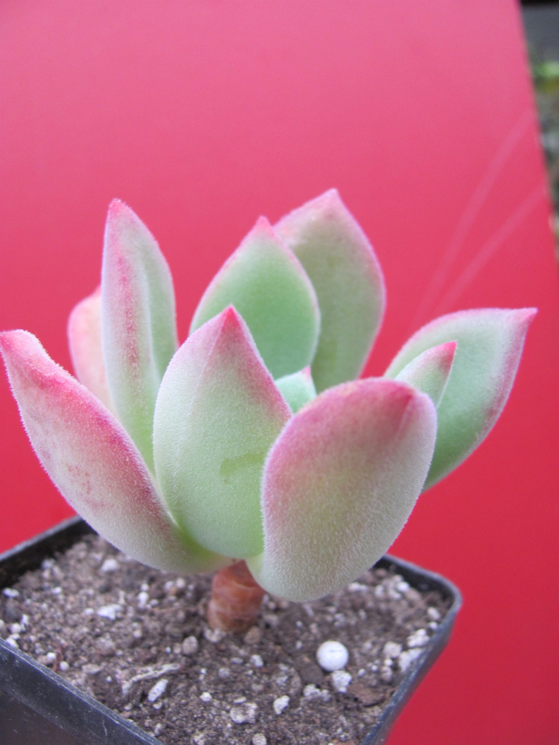 Echeveria   pulvinata   hybr.